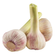 Чеснок свежего урожая