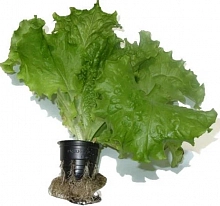 Салат Ритза листовой