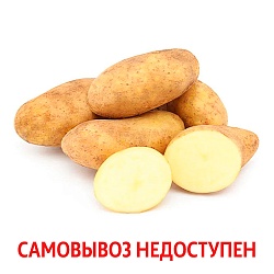 Картофель белый молодой Краснодар