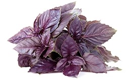 Базилик красный